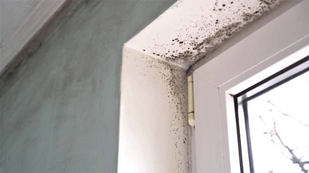 Home Mold Removal in Four Square Mile, CO