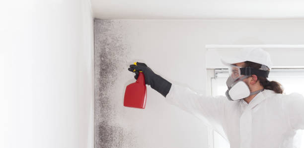 Best Attic Mold Removal  in Four Square Mile, CO