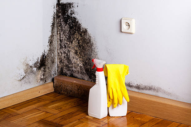 Best Toxic Mold Removal  in Four Square Mile, CO
