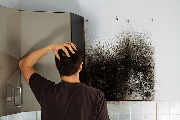Best Fast Mold Removal  in Four Square Mile, CO